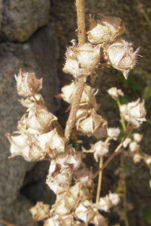 Malva arborea \ Baumf�rmige Strauchpappel, Baum-Strauchpappel / Tree Mallow, Korsika/Corsica Sartene 30.5.2010