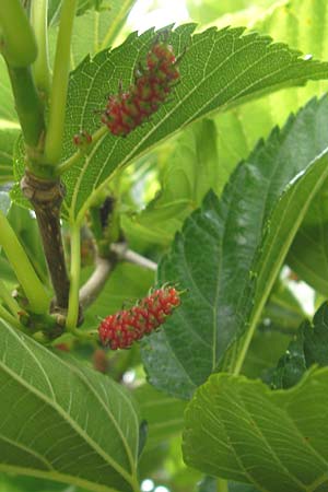Morus kagayamae \ Kagayamae-Maulbeerbaum, Brombeer-Platane / Kagayamae Mulberry, Kuwa, Korsika/Corsica Olmeto 30.5.2010