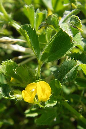 Medicago truncatula \ Gestutzter Schneckenklee, Starkdorniger Schneckenklee, Korsika Col de Teghime 23.5.2010