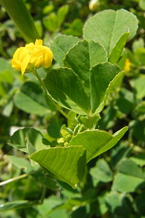 Medicago truncatula \ Gestutzter Schneckenklee, Starkdorniger Schneckenklee, Korsika Col de Teghime 23.5.2010
