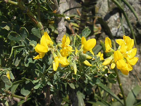 Coronilla valentina \ Valencia-Kronwicke, Strauch-Kronwicke / Shrubby Scorpion Vetch, Korsika/Corsica Speloncato 24.5.2010