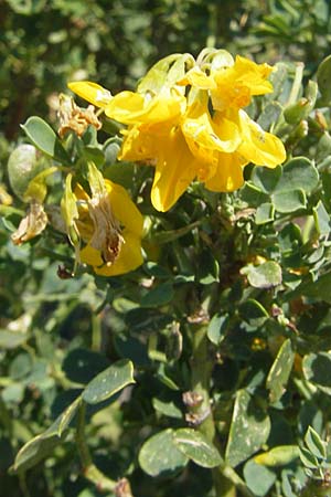 Coronilla valentina \ Valencia-Kronwicke, Strauch-Kronwicke / Shrubby Scorpion Vetch, Korsika/Corsica Speloncato 24.5.2010