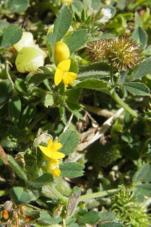 Medicago minima \ Zwerg-Schneckenklee / Burr Medick, Korsika/Corsica Asco 25.5.2010