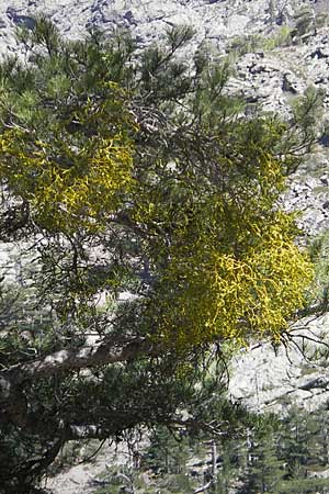 Viscum album subsp. austriacum \ Kiefern-Mistel / Pine Mistletoe, Korsika/Corsica Monte Cinto 25.5.2010