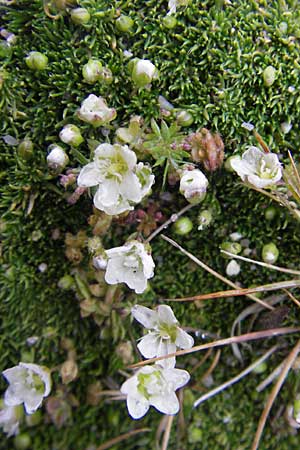 Sabulina glaucina ? \ H&uuml;gel-Fr&uuml;hlings-Miere / Hill Spring Sandwort, Korsika/Corsica Col de Bavella 2.6.2010