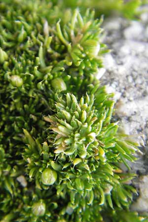 Sabulina glaucina ? \ H&uuml;gel-Fr&uuml;hlings-Miere / Hill Spring Sandwort, Korsika/Corsica Col de Bavella 2.6.2010