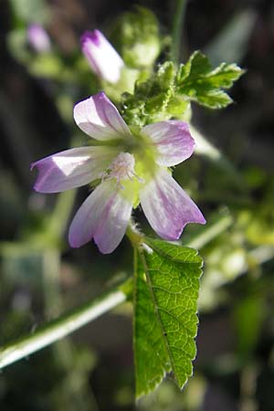 Malva parviflora \ Kleinbl�tige Malve / Small Mallow, Korsika/Corsica Aregno Marina 23.5.2010