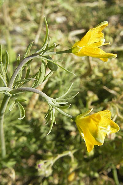 Hypecoum procumbens \ Niederliegende Lappenblume / Sickle-Fruited Hypecoum, Korsika/Corsica Saint-Florent 23.5.2010
