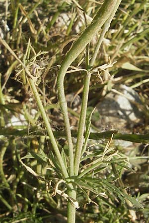 Hypecoum procumbens \ Niederliegende Lappenblume / Sickle-Fruited Hypecoum, Korsika/Corsica Saint-Florent 23.5.2010