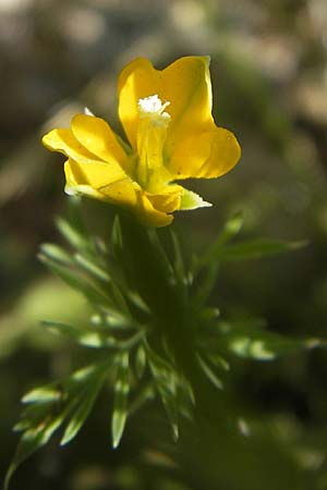 Hypecoum procumbens \ Niederliegende Lappenblume / Sickle-Fruited Hypecoum, Korsika/Corsica Saint-Florent 23.5.2010