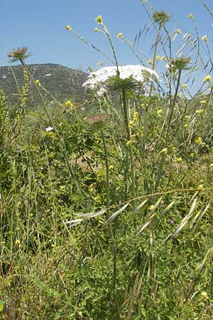 Daucus carota subsp. maximus \ Riesen-M�hre / Bird's Nest, Korsika/Corsica L'Ile-Rousse 24.5.2010