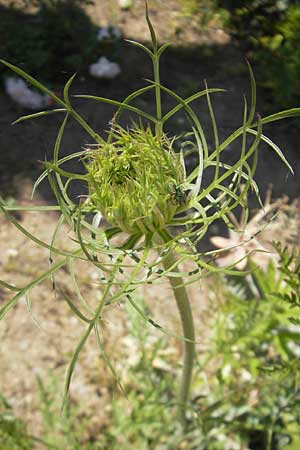Daucus carota subsp. maximus \ Riesen-M�hre / Bird's Nest, Korsika/Corsica L'Ile-Rousse 24.5.2010