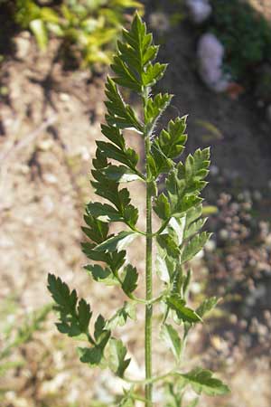 Daucus carota subsp. maximus \ Riesen-M�hre / Bird's Nest, Korsika/Corsica L'Ile-Rousse 24.5.2010