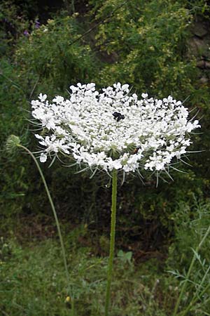 Daucus carota subsp. maximus \ Riesen-M�hre / Bird's Nest, Korsika/Corsica Porto Vecchio 2.6.2010