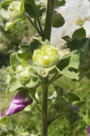 Malva arborea \ Baumf�rmige Strauchpappel, Baum-Strauchpappel / Tree Mallow, Korsika/Corsica Speloncato 24.5.2010