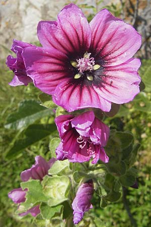 Malva arborea \ Baumf�rmige Strauchpappel, Baum-Strauchpappel / Tree Mallow, Korsika/Corsica Speloncato 24.5.2010