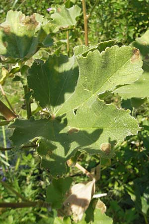 Malva arborea \ Baumf�rmige Strauchpappel, Baum-Strauchpappel / Tree Mallow, Korsika/Corsica Speloncato 24.5.2010