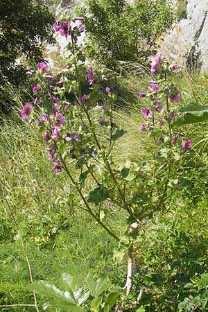Malva arborea \ Baumf�rmige Strauchpappel, Baum-Strauchpappel / Tree Mallow, Korsika/Corsica Speloncato 24.5.2010