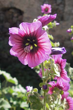 Malva arborea \ Baumf�rmige Strauchpappel, Baum-Strauchpappel / Tree Mallow, Korsika/Corsica Speloncato 24.5.2010