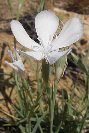 Dianthus gyspergerae \ Korsische Nelke / Corsican Pink, Korsika/Corsica Porto 29.5.2010