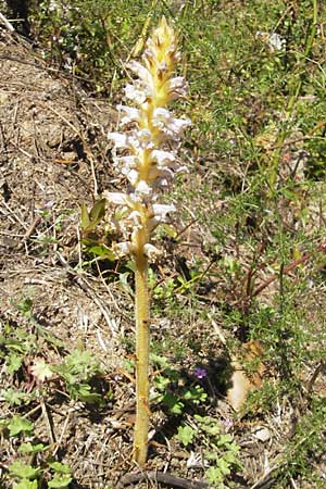 Orobanche crenata \ Gez&auml;hnelte Sommerwurz, Kerbige Sommerwurz / Carnation-scented Broomrape, Korsika/Corsica L'Ile-Rousse 24.5.2010