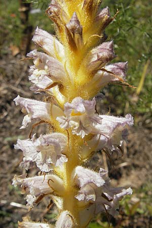 Orobanche crenata \ Gez&auml;hnelte Sommerwurz, Kerbige Sommerwurz / Carnation-scented Broomrape, Korsika/Corsica L'Ile-Rousse 24.5.2010