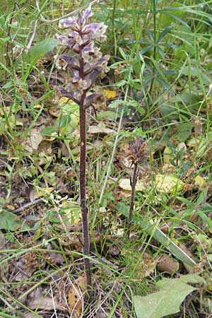Orobanche crenata \ Gez&auml;hnelte Sommerwurz, Kerbige Sommerwurz / Carnation-scented Broomrape, Korsika/Corsica Sartene 31.5.2010