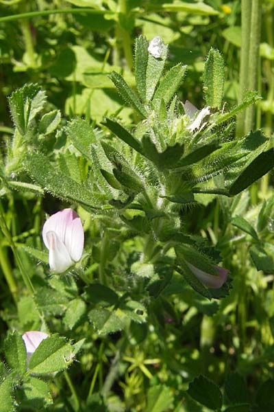 Ononis reclinata \ Nickende Hauhechel / Small Restharrow, Korsika/Corsica Col de Teghime 23.5.2010
