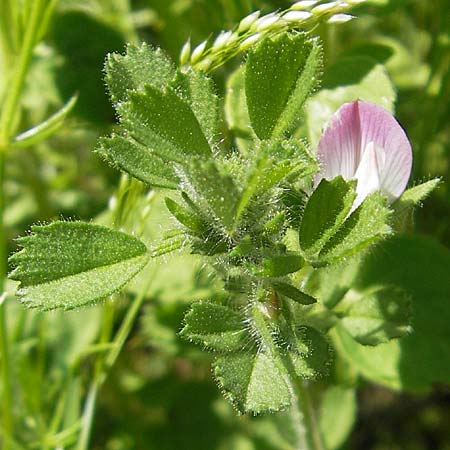 Ononis reclinata \ Nickende Hauhechel / Small Restharrow, Korsika/Corsica Col de Teghime 23.5.2010