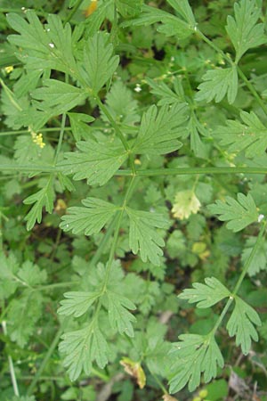 Seseli libanotis \ Heilwurz / Moon Carrot, Korsika/Corsica Sartene 30.5.2010