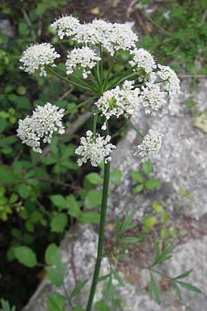 Seseli libanotis \ Heilwurz / Moon Carrot, Korsika/Corsica Sartene 30.5.2010
