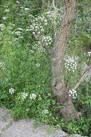 Seseli libanotis \ Heilwurz / Moon Carrot, Korsika/Corsica Sartene 30.5.2010
