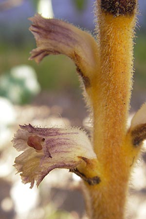 Orobanche minor \ Kleine Sommerwurz / Lesser Broomrape, Common Broomrape, Korsika/Corsica Pigna 23.5.2010
