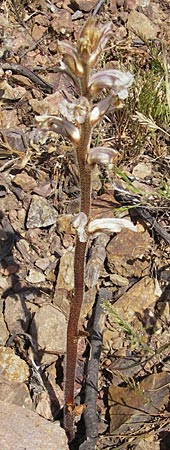 Orobanche picridis \ Bitterkraut-Sommerwurz / Picris Broomrape, Oxtongue Broomrape, Korsika/Corsica Porto 28.5.2010
