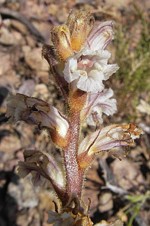 Orobanche picridis \ Bitterkraut-Sommerwurz / Picris Broomrape, Oxtongue Broomrape, Korsika/Corsica Porto 28.5.2010