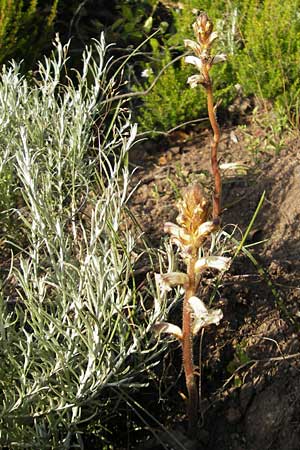Orobanche picridis \ Bitterkraut-Sommerwurz / Picris Broomrape, Oxtongue Broomrape, Korsika/Corsica Porto 28.5.2010