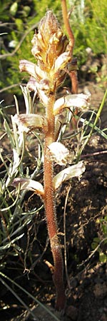 Orobanche picridis \ Bitterkraut-Sommerwurz / Picris Broomrape, Oxtongue Broomrape, Korsika/Corsica Porto 28.5.2010