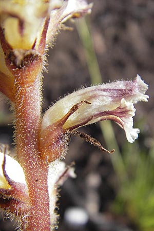 Orobanche picridis \ Bitterkraut-Sommerwurz / Picris Broomrape, Oxtongue Broomrape, Korsika/Corsica Porto 28.5.2010