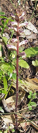 Orobanche picridis \ Bitterkraut-Sommerwurz / Picris Broomrape, Oxtongue Broomrape, Korsika/Corsica Porto 28.5.2010