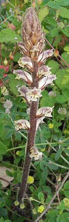Orobanche minor \ Kleine Sommerwurz / Lesser Broomrape, Common Broomrape, Korsika/Corsica Zonza 2.6.2010