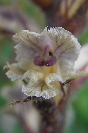 Orobanche minor \ Kleine Sommerwurz / Lesser Broomrape, Common Broomrape, Korsika/Corsica Zonza 2.6.2010