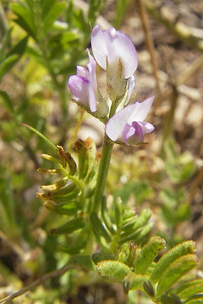 Astragalus hamosus \ Haken-Tragant / Southern Milk-Vetch, Korsika/Corsica L'Ile-Rousse 24.5.2010