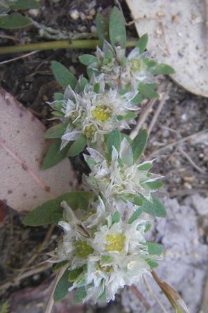 Paronychia argentea \ Silber-Nagelkraut, Silber-Mauermiere / Silver Nailwort, Korsika/Corsica Aregno Marina 24.5.2010