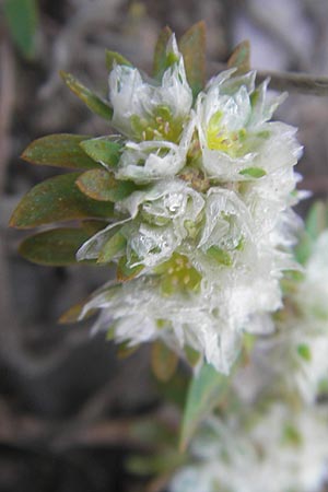 Paronychia argentea \ Silber-Nagelkraut, Silber-Mauermiere / Silver Nailwort, Korsika/Corsica Aregno Marina 24.5.2010