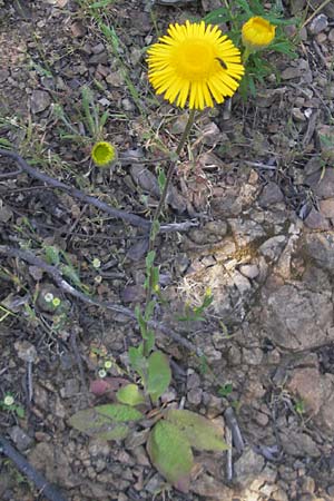 Pulicaria odora \ Wohlriechendes Flohkraut / Mediterranean Fleabane, Korsika/Corsica Porto 28.5.2010