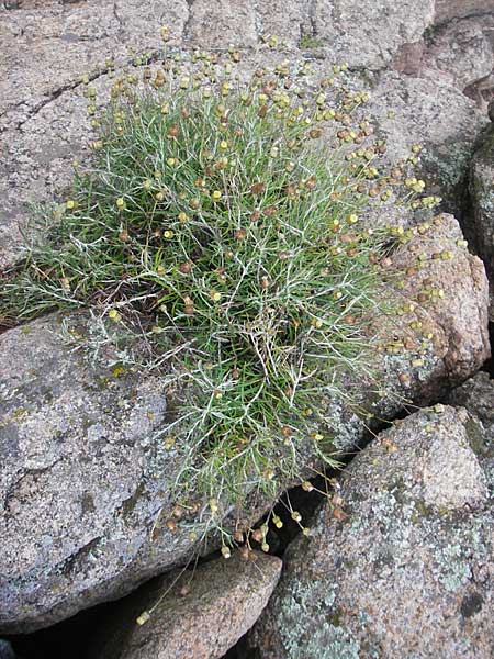 Phagnalon saxatile \ Felsen-Steinimmortelle / Mediterranean Phagnalon, Korsika/Corsica Porto Vecchio 2.6.2010