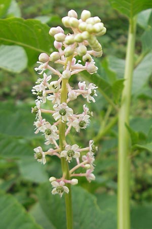 Phytolacca esculenta \ Indische Kermesbeere, Essbare Kermesbeere / Pokeweed, Korsika/Corsica Porto Vecchio 3.6.2010