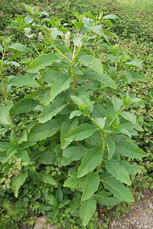 Phytolacca esculenta \ Indische Kermesbeere, Essbare Kermesbeere / Pokeweed, Korsika/Corsica Porto Vecchio 3.6.2010