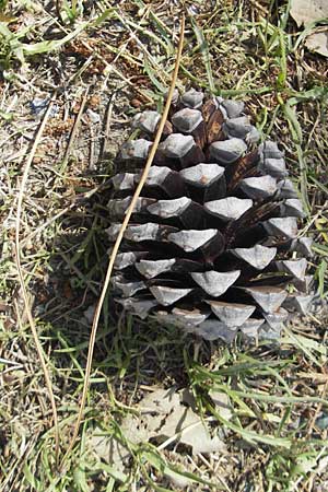 Pinus halepensis \ Aleppo-Kiefer, Strand-Kiefer / Aleppo Pine, Jerusalem Pine, Korsika/Corsica Bastia 4.6.2010