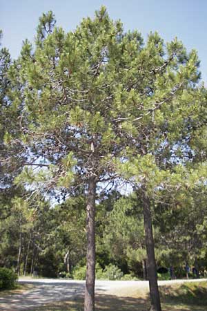 Pinus halepensis \ Aleppo-Kiefer, Strand-Kiefer / Aleppo Pine, Jerusalem Pine, Korsika/Corsica Bastia 4.6.2010